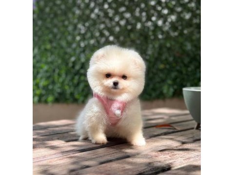 Premium güzellik orjinal pomeranian boo köpeği