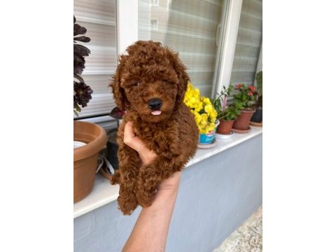 Tüy dökmeyen aşılı ve pet eğitimli poodle yavrum