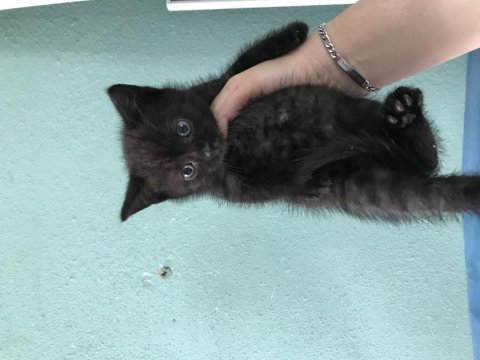 47 günlük yavru kedi