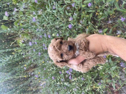 Toy poodle yavrularımız için ulaşın