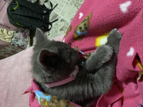 2 aylık british shorthair dişi