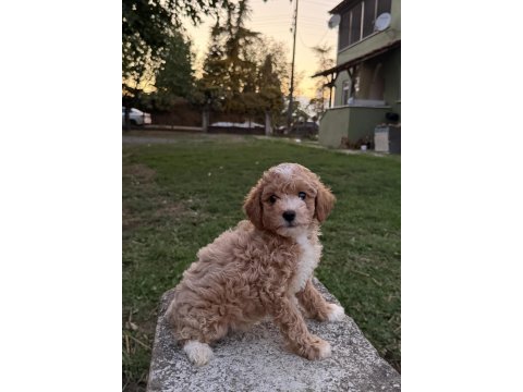 Toy poodle ayarında maltipo oğlumuz