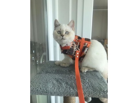 British shorthair 4,5 aylık