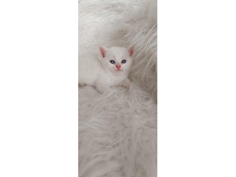 Bursa golden british shorthair yavrular acil sahiplendirme