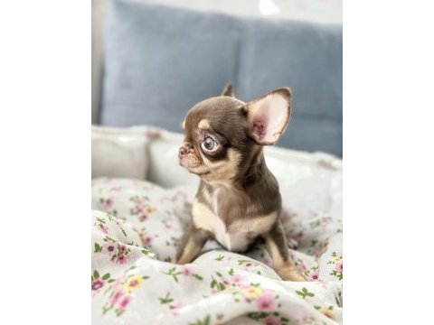 Eşsiz güzellikte safkan chihuahua yavrularımız