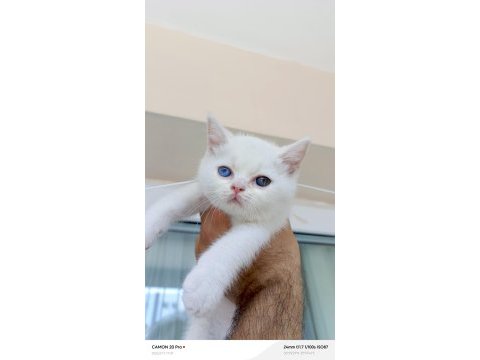 Dişi british shorthair