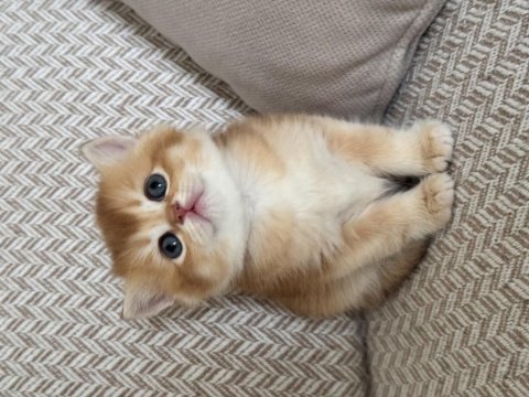 Show kalite golden british shorthair yavrular