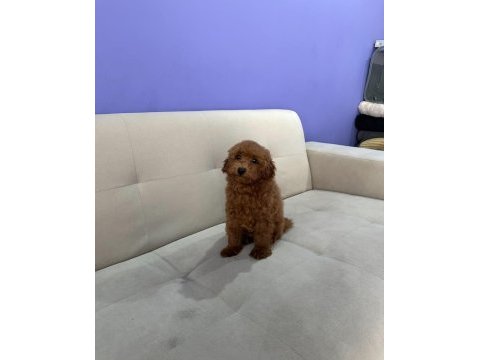 4 aylık poodle uyguna verilecektir