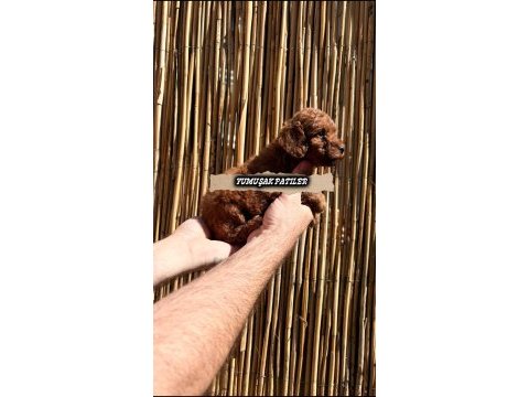 Red brown toy poodle