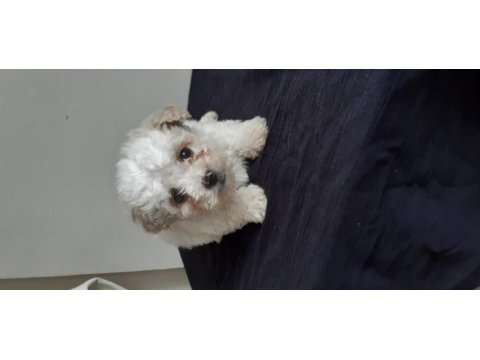 Maltipoo 45 günlük