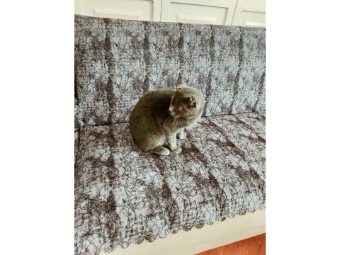 Acil sahiplendirilecek kedimiz
