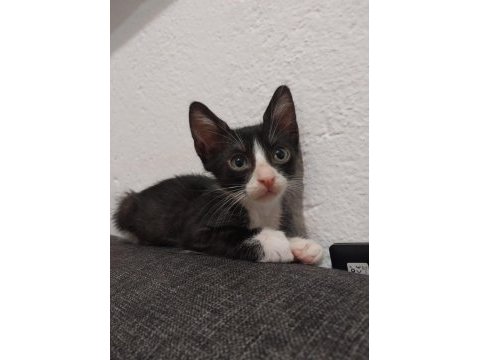 2 aylık 5 smokin kardeş kediler