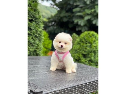 Sevimli pomeranian boo köpekler