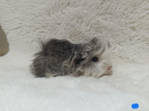 Sevimli guinea pig yavruları