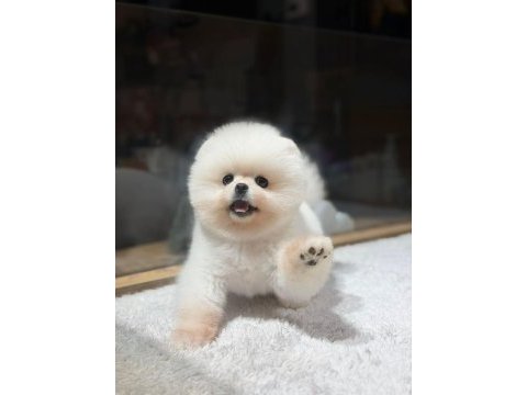 Orjinal ırk ve sağlık garantili pomeranian yavrular
