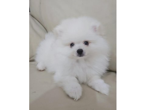 Beyaz pomeranian boo erkek 2,5 aylık