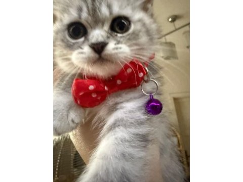 British whiskas 4 aylık