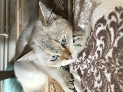 British shorthair leo sahibini arıyor