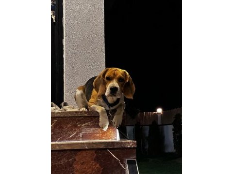 2 yaşında beagle