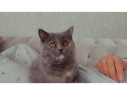 British dişi kedi