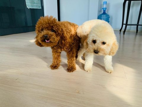 Korekan toy poodle bebeklerimiz