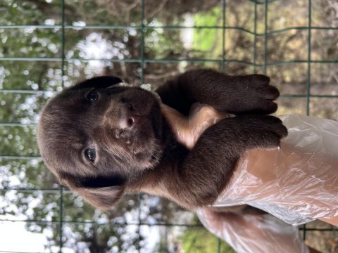 Çikolata sevimli labrador yavrular