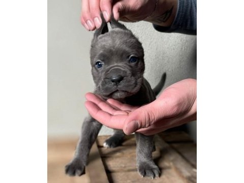 French bulldog yavrular