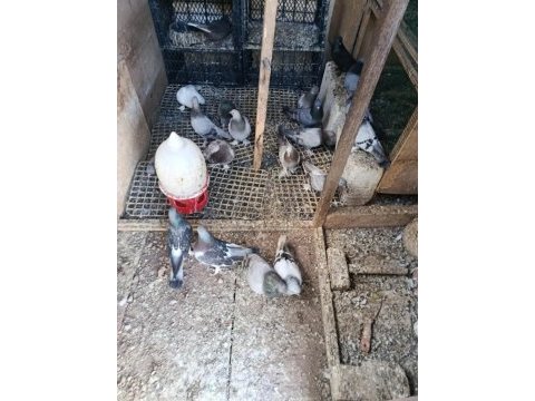 Oyun kuşları damızlık uçkun güvercinler