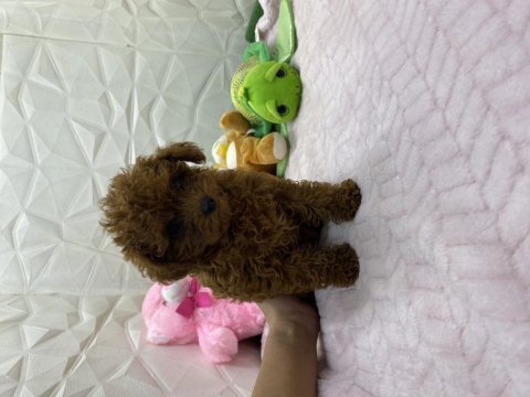 Erkek dişi orijinal kore poodle yavrularımız