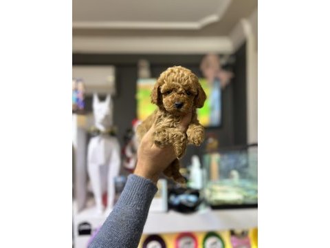 Poodle prensesler