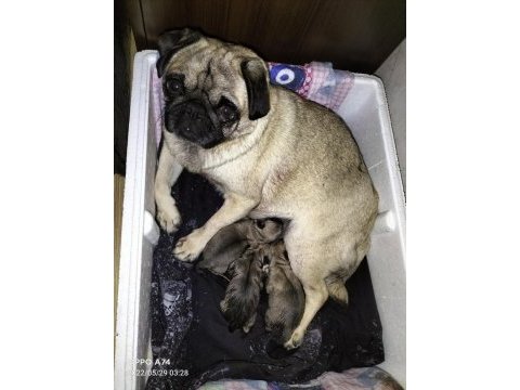 Doğum garantili dişi ler pug
