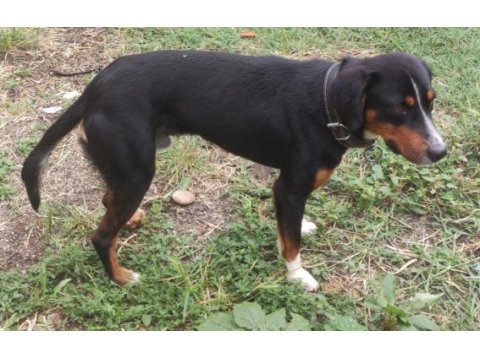 Safkan av köpeği 10 aylık köpeğimiz