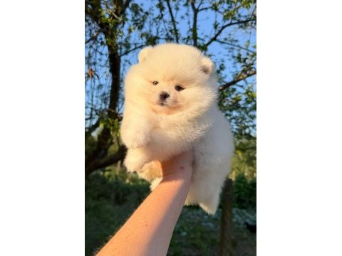 Kusursuz karbeyaz ayı surat pomeranian boo