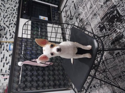 4 aylık güzel chihuahua prensesimiz yeni sahibini arıyor