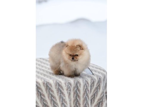 Pomeranian boo teddy bear yavrularımız