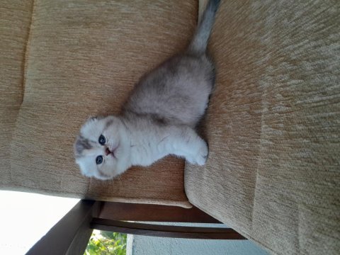 Scottish fold golden