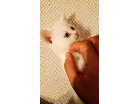 3 adet satılık yavru kedimiz