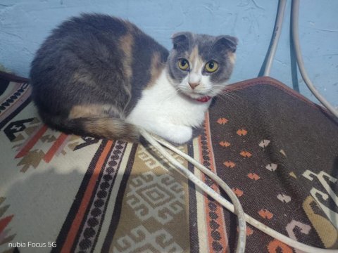 Scottish fold 8 aylık