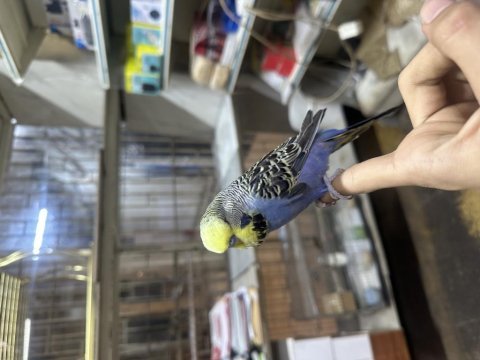 Yavru full evcil şov jumbo muhabbet kuşu