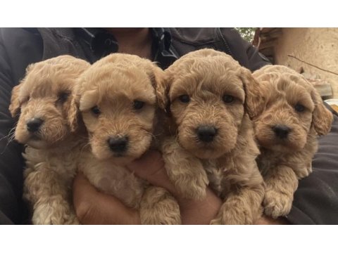 Poodle ayarında maltipoo f2 yavrular