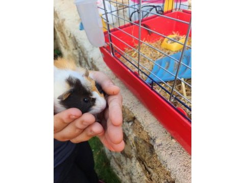 Çocuklara alışkın ginepig sahiplen