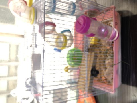 4 adet hamster genç ler kafesiyle beraber verilecektir