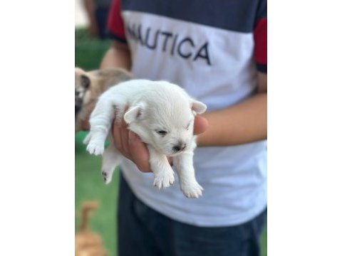 Bebek pomeranian yavrular beyaz