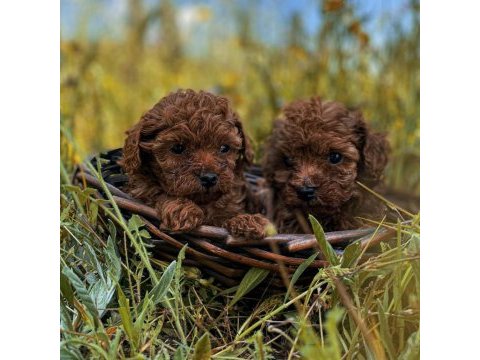 Teacup toy poodle