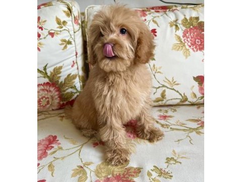 Veterinerden uygun fiyatı maltipoo