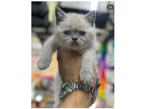 Top kafa british shorthair bebekler