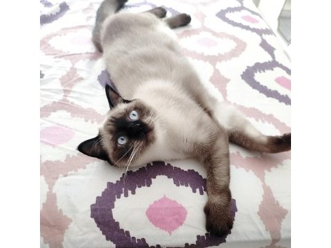 1 yaşında dişi british shorthair