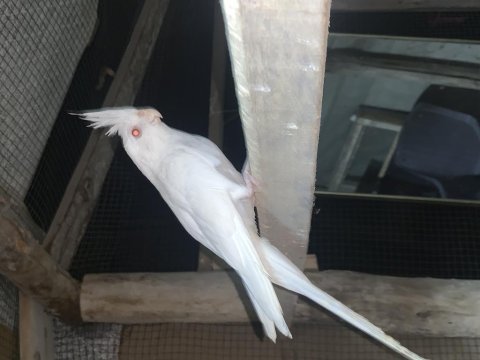 Yavru albino sultan papağanı beyaz