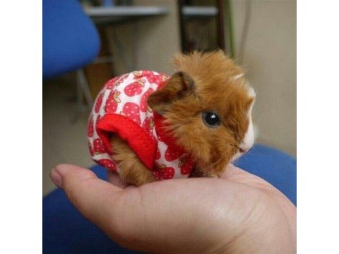 Guinea pig şehir içi ve şehir dışı teslimat vardır