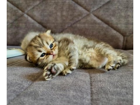 Scottish fold erkek 1 aylık şu an
